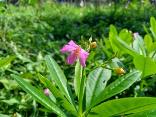Talinum paniculatum (fame flower, Jewels of Opar, pink baby's breath, ginseng jawa) with natural background