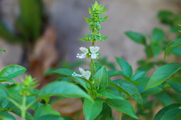 close up of a plant