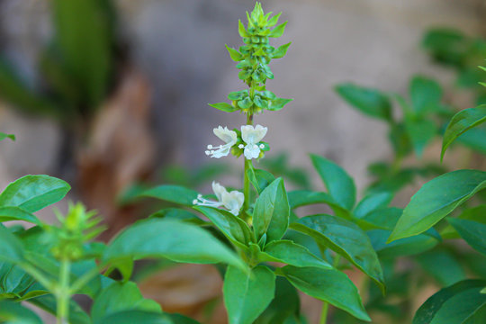 close up of a plant