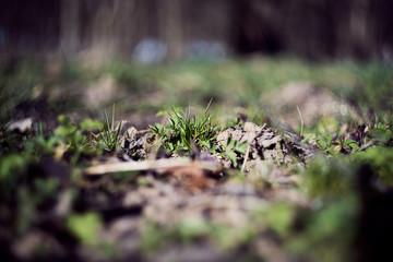 spring grass wake up after winter