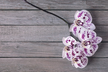 pink and white orchid flowers on wooden background