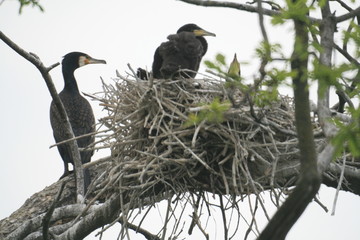 Pygmy cormorant (Microcarbo pygmaeus) on colony captured in Belarus