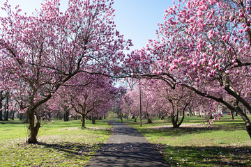 Obraz premium Magnolila trees lining a walkway in full bloom.