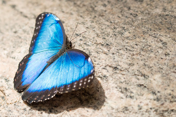blue butterfly on a rock