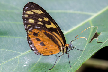butterfly on a leaf