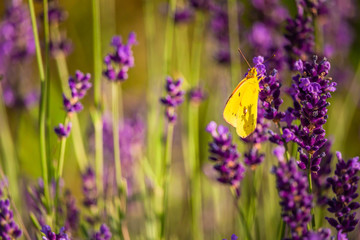 Butterffly and insects in a sunny day