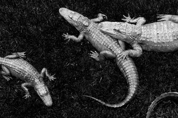 black and white alligators 