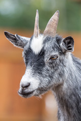 portrait of a goat