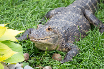 alligator in the grass