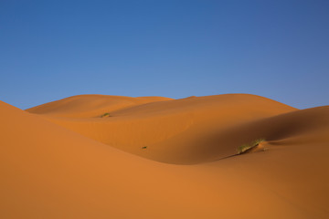 Fototapeta na wymiar Golden light in the desert in Merzouga, Morocco