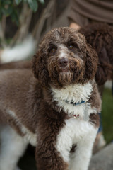 Mature Asian woman laughing and playing with her dog.