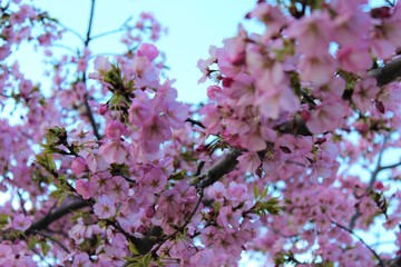 Cherry Tree