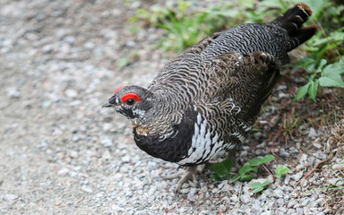 Wild pheasant walking across a gravel path.