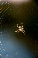 Brown spider on an intricate spun web.