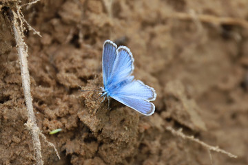 little butterfly sits on the ground