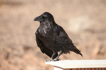 Black raven standing on a post.