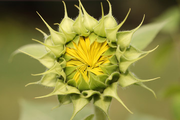 A sunflower bud about to burst open.