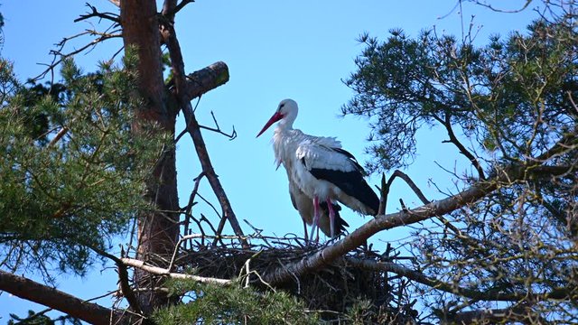 a pair of storks together in their nest