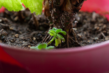 A view of a growing plant in a red plastic pot