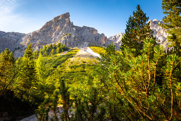 Mountain Peitlerkofel summit, sunny pine forest view, South Tyrol Italy.