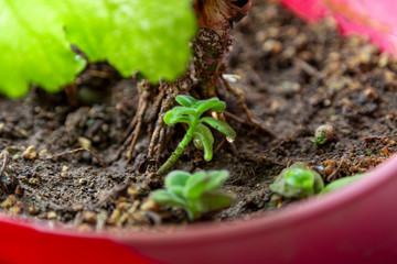 A view of a growing plant in a red plastic pot