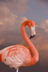 Fototapeta premium American Flamingo. The American flamingo (Phoenicopterus ruber) is a large species of flamingo also known as the Caribbean flamingo