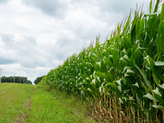 Edge of cornfield with corn stalks, leaves and tassels waving in the breeze. Farm agriculture...