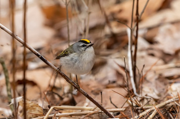 Golden - crowned Kinglet in spring forest.The golden-crowned kinglet is a very small american...