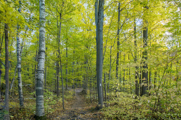 Fototapeta premium Beautiful autumn view of the woods at Kelso conservation area, Canada