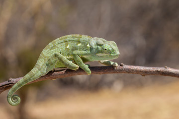 Flap-necked Chameleon in South Africa © Dennis Donohue