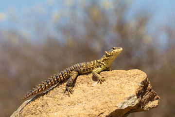 Sungazer Lizard on rock in South Africa