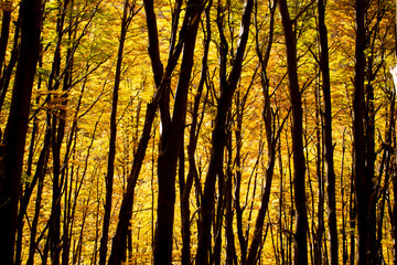 Fototapeta premium Patagonia fall