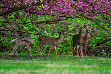 Four Deer Standing Under a Cherry Blossom Tree