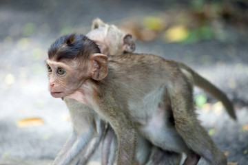 Naklejka premium 可愛いサル