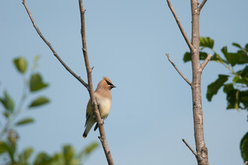 Cedar Waxwing