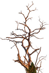 Fototapeta na wymiar Isolated dead tree branches.
