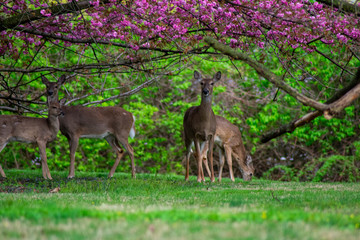 A White-Tailed Deer Looking at the Camera With Other Deer Standing Around Under a Cherry Blossom Tree