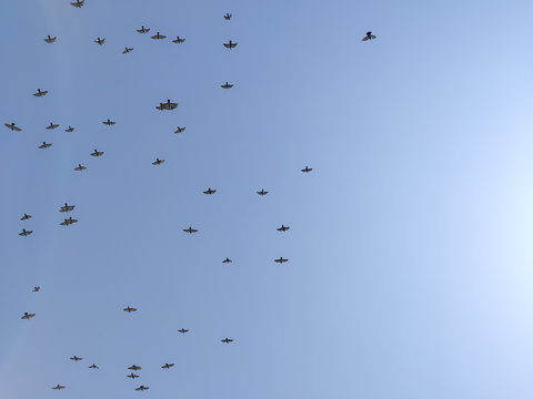 A  groups of birds in the sky near in Punjab in india