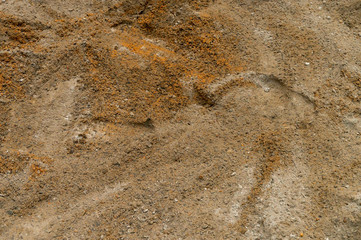 Mixture of cement and water.