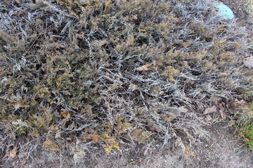 Fototapeta na wymiar dry grass in the snow
