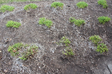 sprouts of a tomato plant