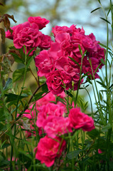 pink rose beautiful vibrant сrimson roses in the garden 
in summer