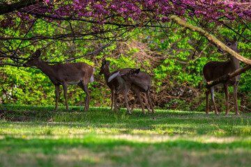 A Deer Grooming Itself Under a Cherry Blossom tree