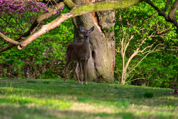 A Deer Standing Under a Tree Looking at the Camera