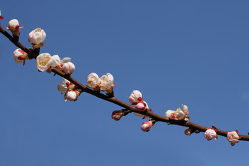 A branch of a blossoming apricot tree against blue sky background