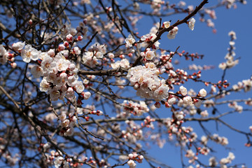 A branch of a blossoming apricot tree against blue sky background
