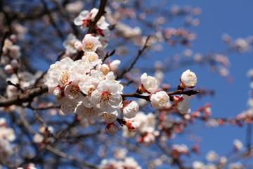 A branch of a blossoming apricot tree against blue sky background
