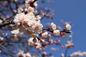A branch of a blossoming apricot tree against blue sky background