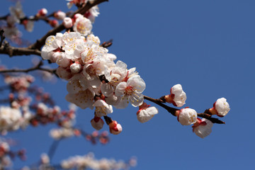 A branch of a blossoming apricot tree against blue sky background