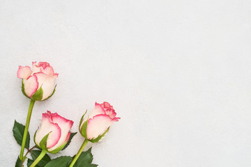 Three pink roses on light concrete background. Mothers day, Valentines Day, Birthday celebration concept. Greeting card. Copy space, top view